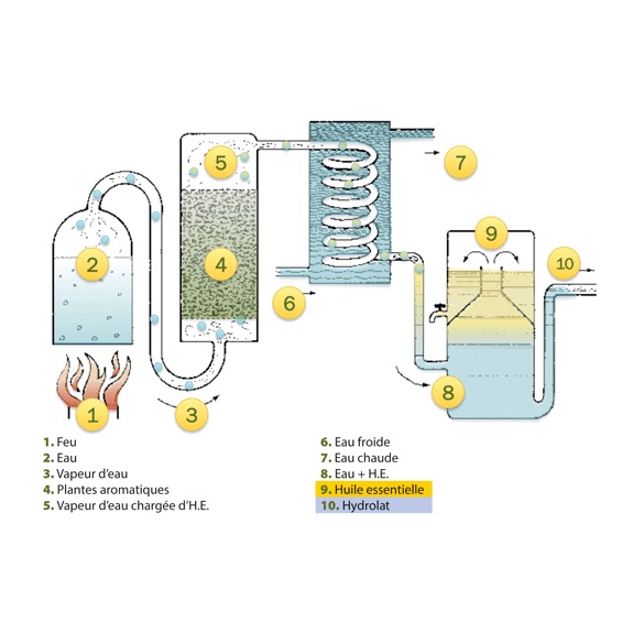 Distillation hydrolat et huile essentielle